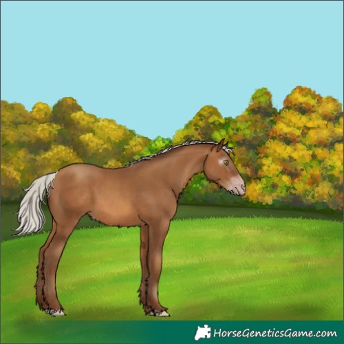 Horse Color:Gray Silver Amber Champagne 