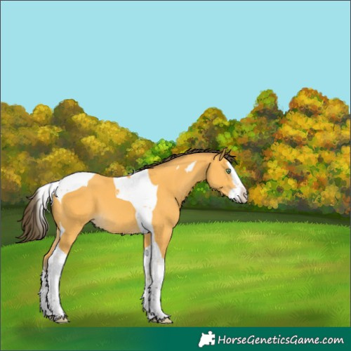 Horse Color:Amber Cream Champagne Splash Tobiano