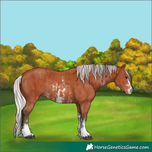 Horse Color:Bay Sabino Rabicano  and Silver Bay Sabino Rabicano 