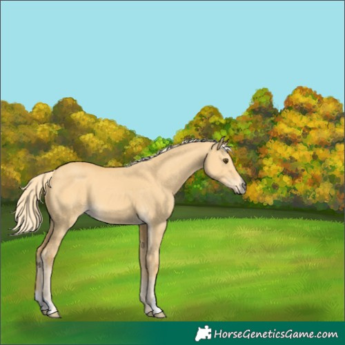 Horse Color:Palomino Dun
