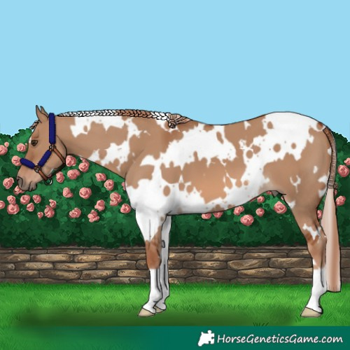 Horse Color:White Spotted Red Dun 