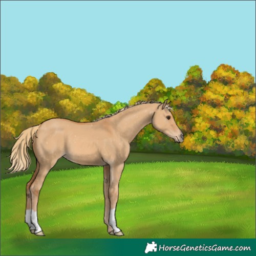 Horse Color:Red Dun