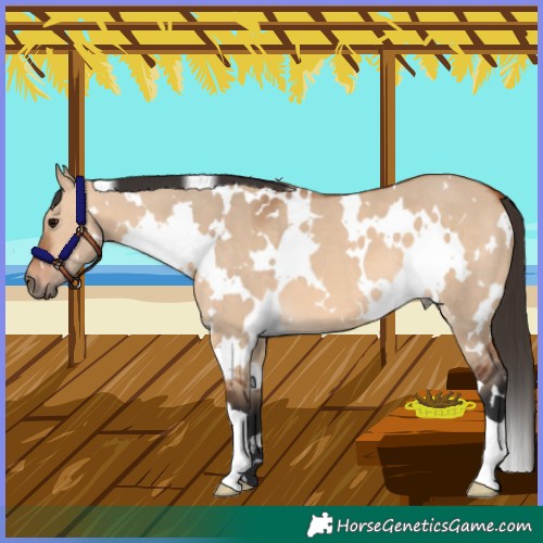 Horse Color:White Spotted Bay Dun