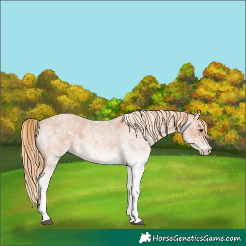 Horse Color:White Spotted Red Roan 
