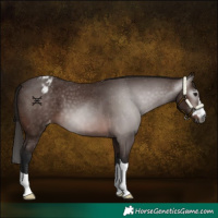 Horse Color:Gray Bay Appaloosa 