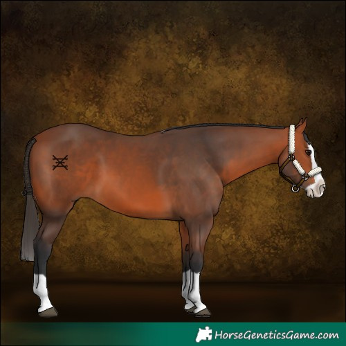 Horse Color:Bay Splash