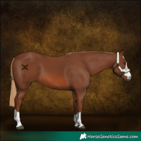 Horse Color:Chestnut 