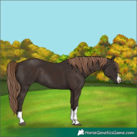 Horse Color:Liver Chestnut Rabicano 
