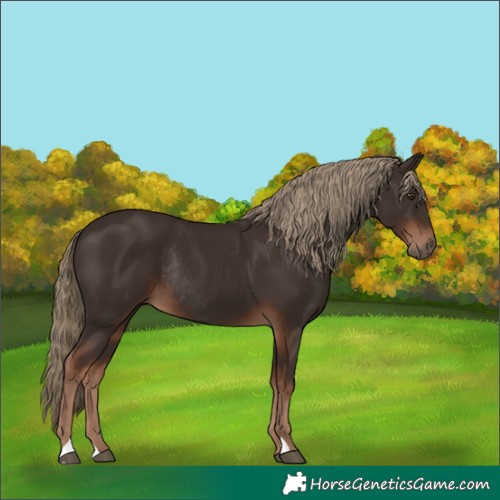 Horse Color:Liver Chestnut Rabicano 