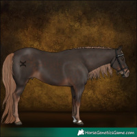Horse Color:Liver Chestnut Rabicano 