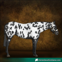 Horse Color:Black Appaloosa 