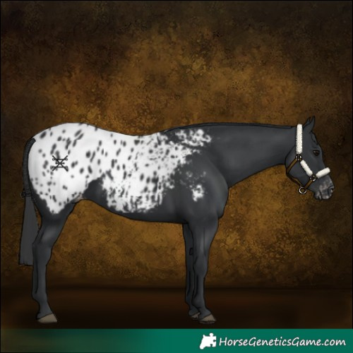 Horse Color:Black Appaloosa
