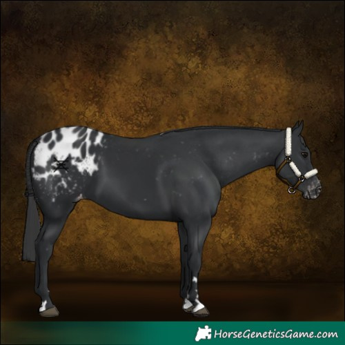 Horse Color:Black Appaloosa 