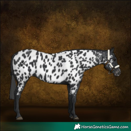 Horse Color:Black Appaloosa 