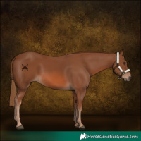 Horse Color:Chestnut 