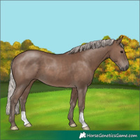 Horse Color:Silver Black