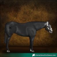 Horse Color:Gray Black Splash Frame