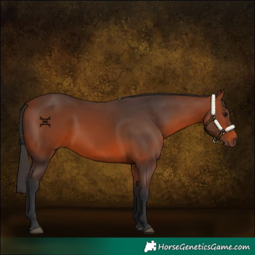 Horse Color:Bay Rabicano