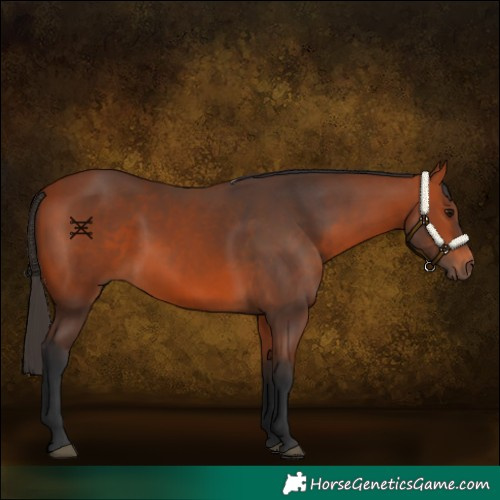 Horse Color:Bay Rabicano 