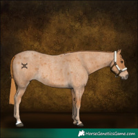 Horse Color:Red Roan Rabicano