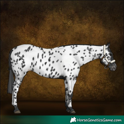 Horse Color:Black Appaloosa 