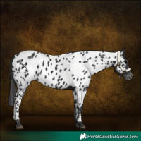 Horse Color:Black Near Leopard 