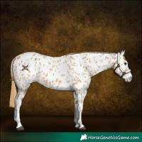 Horse Color:Chestnut Near Leopard 