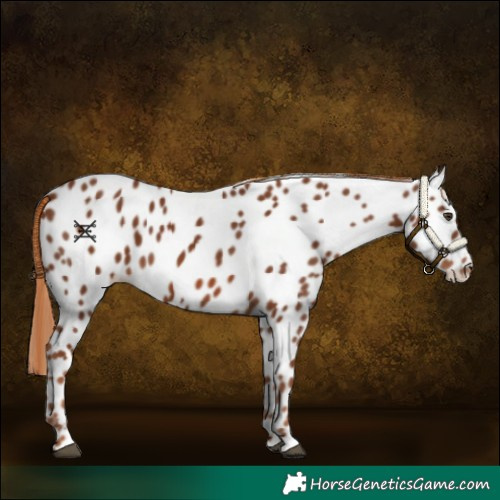 Horse Color:Chestnut Appaloosa