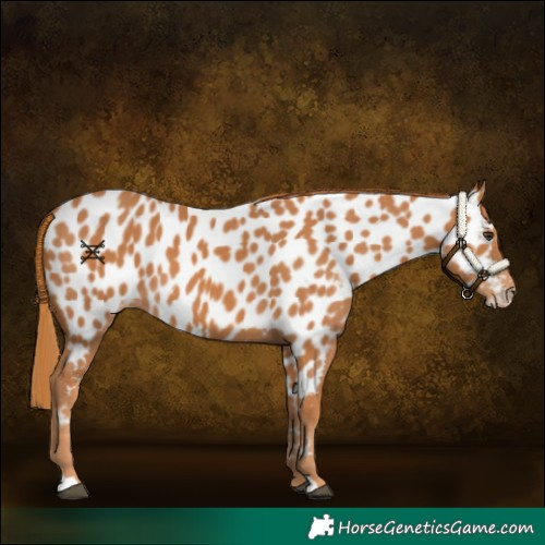 Horse Color:Chestnut Appaloosa 