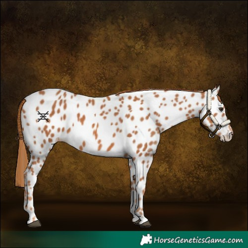 Horse Color:Chestnut Appaloosa