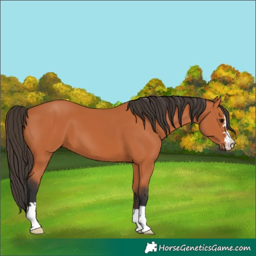 Horse Color:Bay 