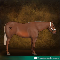 Horse Color:Chestnut 