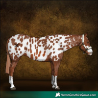 Horse Color:Chestnut Appaloosa 