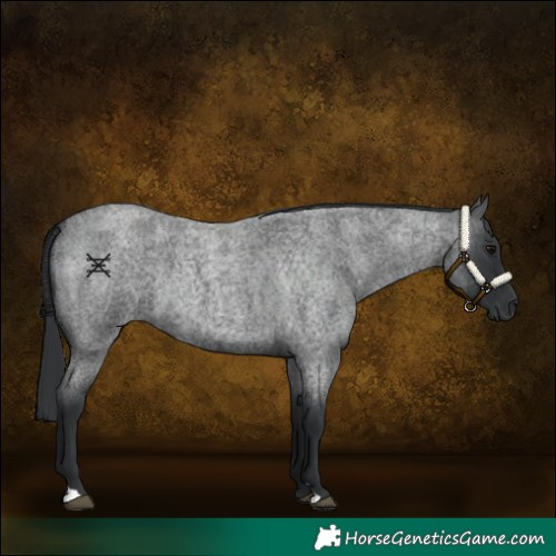 Horse Color:Blue Roan 