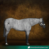 Horse Color:Blue Roan 