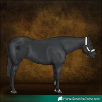 Horse Color:Black 