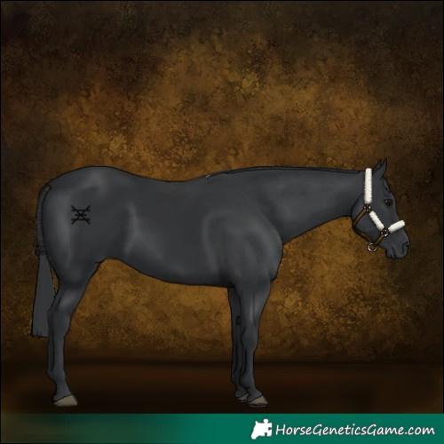 Horse Color:Black 