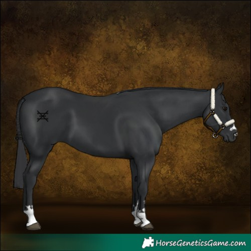 Horse Color:Black 