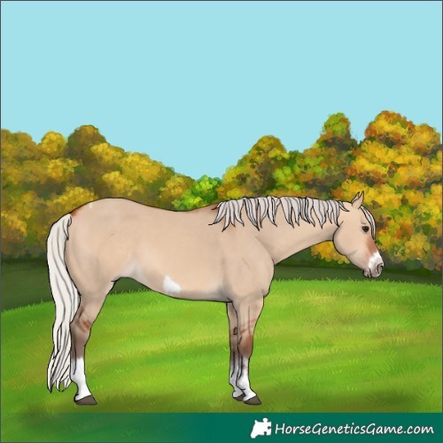 Horse Color:Silver Bay Dun Sabino Tobiano Frame Rabicano