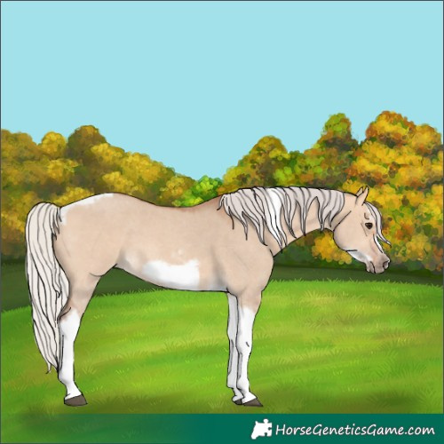 Horse Color:Silver Bay Dun Sabino Tobiano Frame Rabicano 