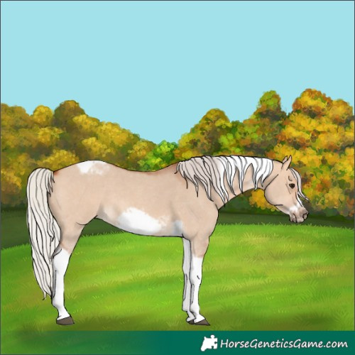 Horse Color:Silver Bay Dun Sabino Tobiano Frame Rabicano 