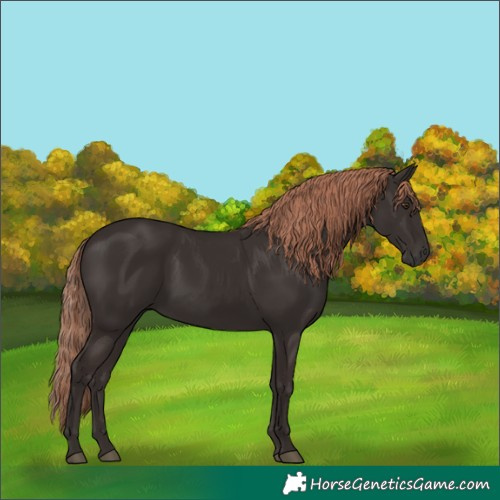 Horse Color:Liver Chestnut Rabicano 