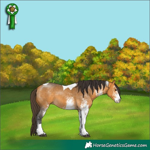 Horse Color:White Spotted Buckskin Tobiano 