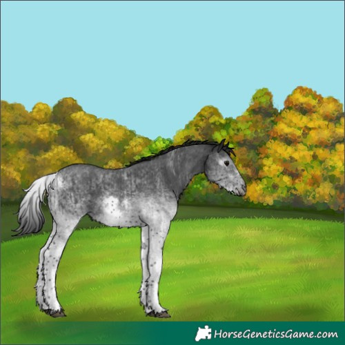 Horse Color:Gray White Spotted Black  and Gray White Spotted Black 