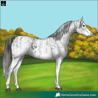 Horse Color:Gray White Spotted Black  and Gray White Spotted Black 