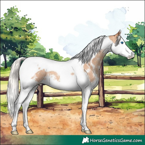 Horse Color:Silver Amber Champagne Sabino Splash Tobiano 
