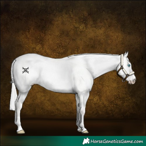 Horse Color:Cremello Dun 