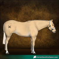 Horse Color:Palomino 
