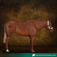 Horse Color:Chestnut 
