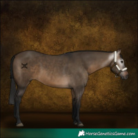 Horse Color:Gray Bay Dun 